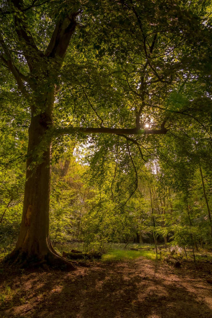 The Mystery of Downward-Growing Tree Branches: Gravitropism and Beyond