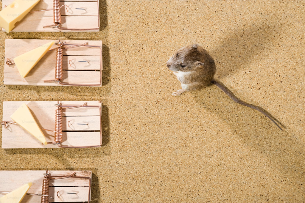 Battling Basement Beasties: How to Eradicate Mice in Your Lower Level