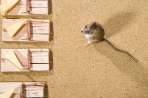 Battling Basement Beasties: How to Eradicate Mice in Your Lower Level